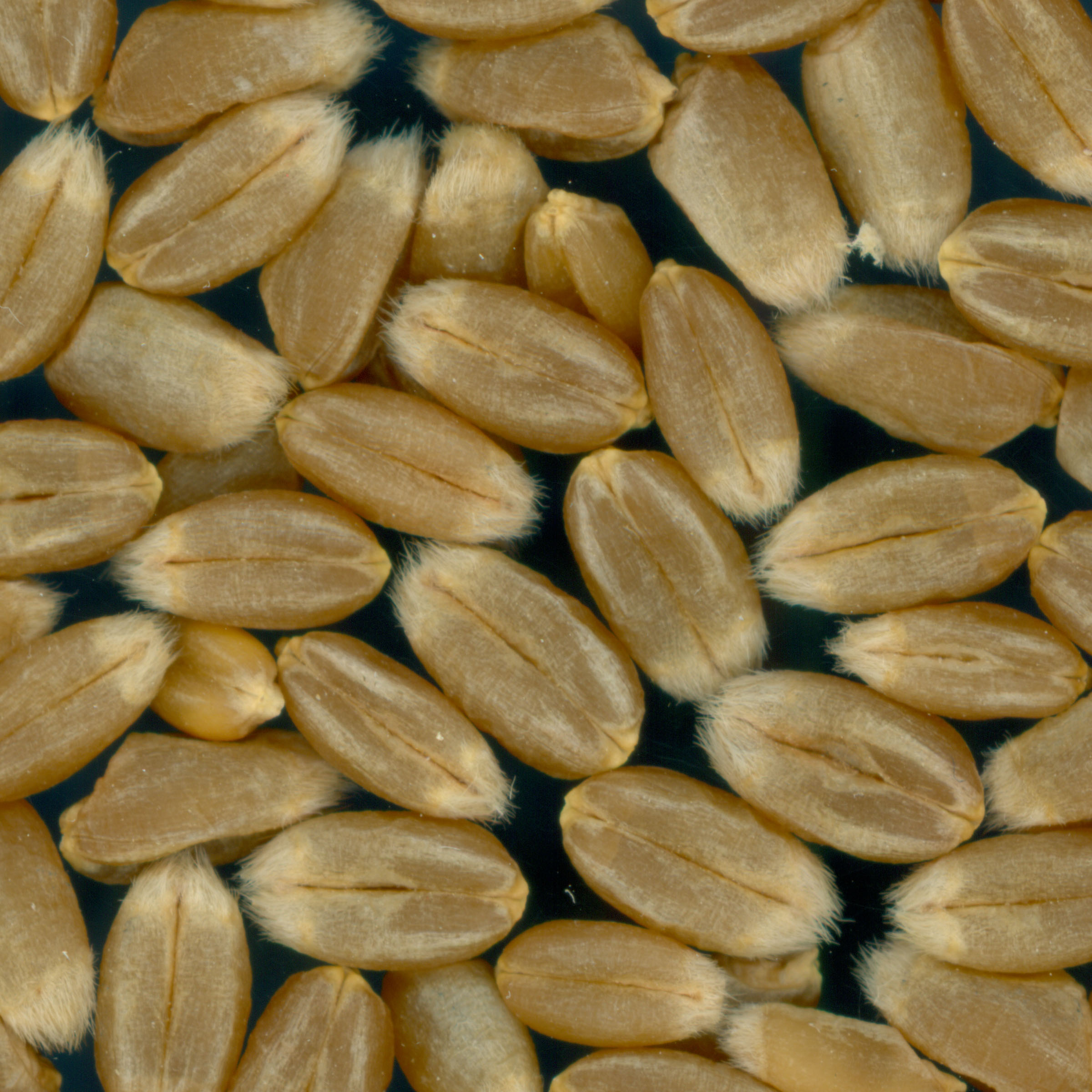 KERNELS